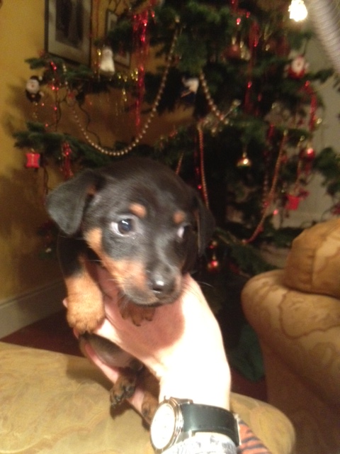 russell terrier, jack russell terrier, black and tan jacks, hunt terrier, irish jack russells, dog breeder, puppies for sale, NY, New York