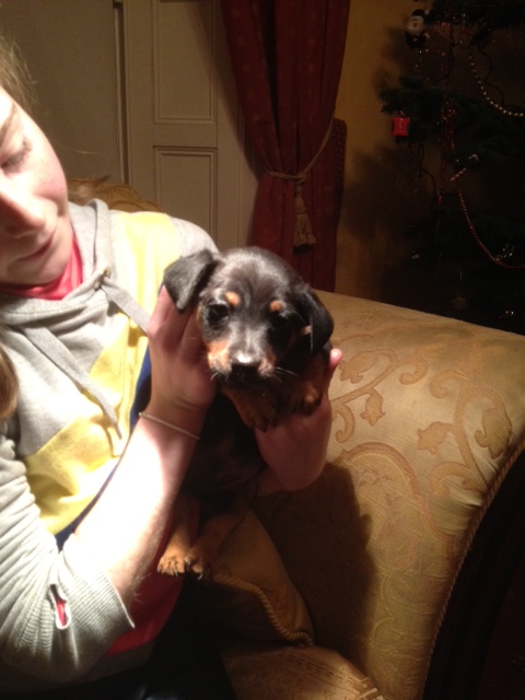 russell terrier, jack russell terrier, black and tan jacks, hunt terrier, irish jack russells, dog breeder, puppies for sale, NY, New York