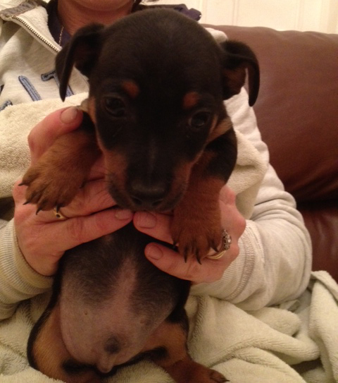russell terrier, jack russell terrier, black and tan jacks, hunt terrier, irish jack russells, dog breeder, puppies for sale, NY, New York