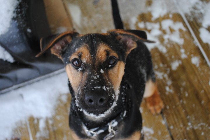 View Our Jack Russell Terriers Family Photo Album