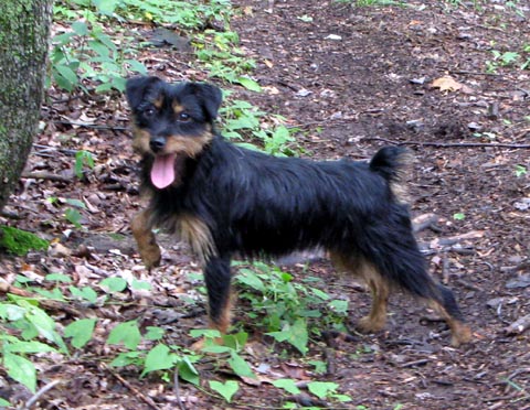 A lovely Irish Jack Russell Terrier female who is exploring the woodlands of the Delhi, NY Catskill Mountains. 