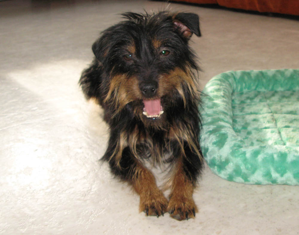 Tullia is a Black and Tan Jack with a very sweet and happy smile on her face.