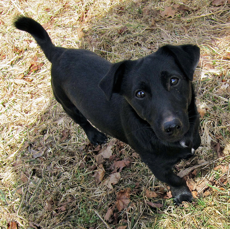 Aislinge Bray Jack Russell Terrier Russell Terrier Black And Aislinge Bray Jack Russell Terrier Russell Terrier Black And