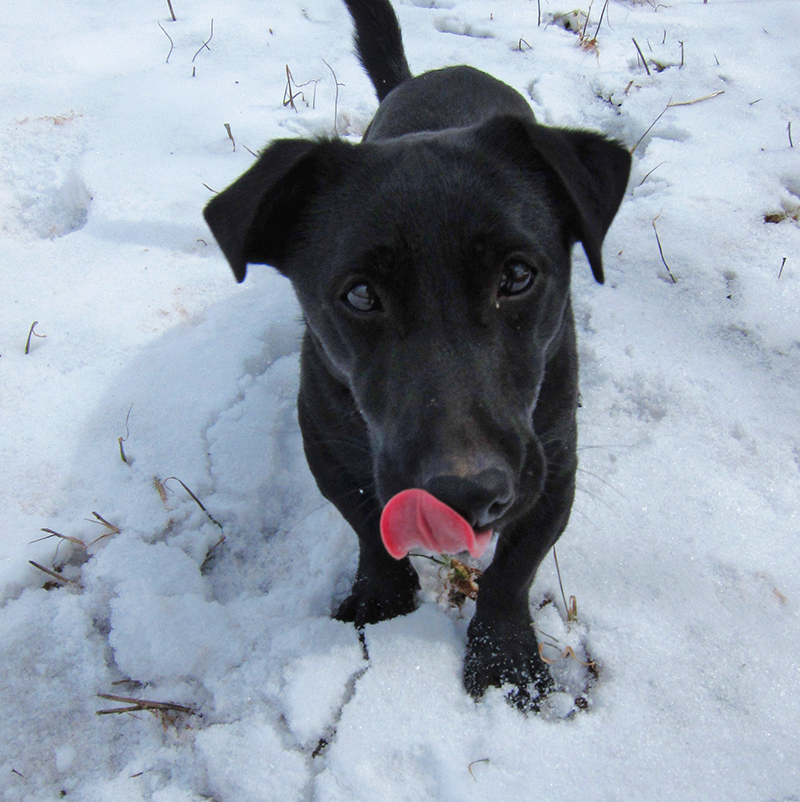 Ty is one of our stud dogs.