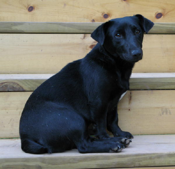 Aislinge Bray Jack Russell Terrier Russell Terrier Black And Aislinge Bray Jack Russell Terrier Russell Terrier Black And