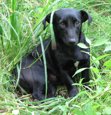 This is Ursula who is an Irish Black and Tan Jack.