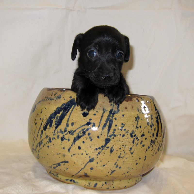 russell terrier, jack russell terrier, black and tan jacks, hunt terrier, irish jack russells, dog breeder, puppies for sale, NY, New York