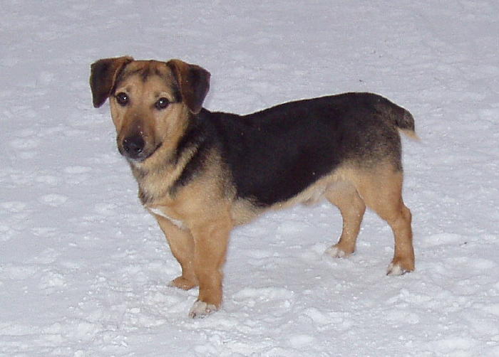 russell terrier, jack russell terrier, black and tan jacks, hunt terrier,  irish jack russells, dog breeder, puppies for sale, NY, New York