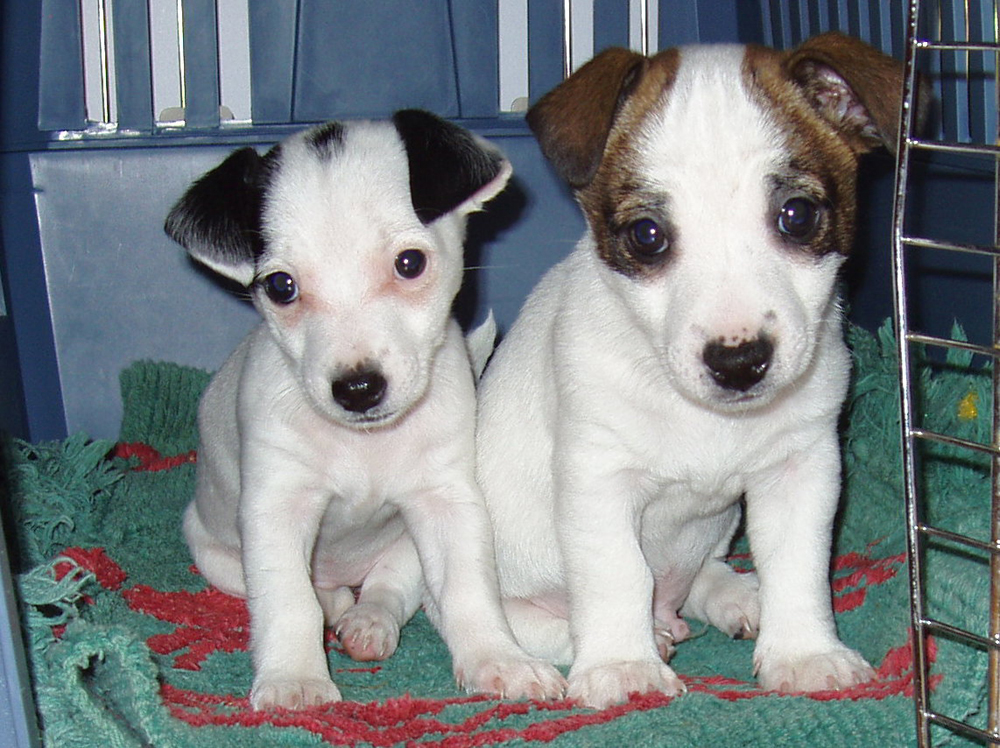 Aislinge Bray - Jack Russell Terrier - Russell Terrier - Black and Tan ...